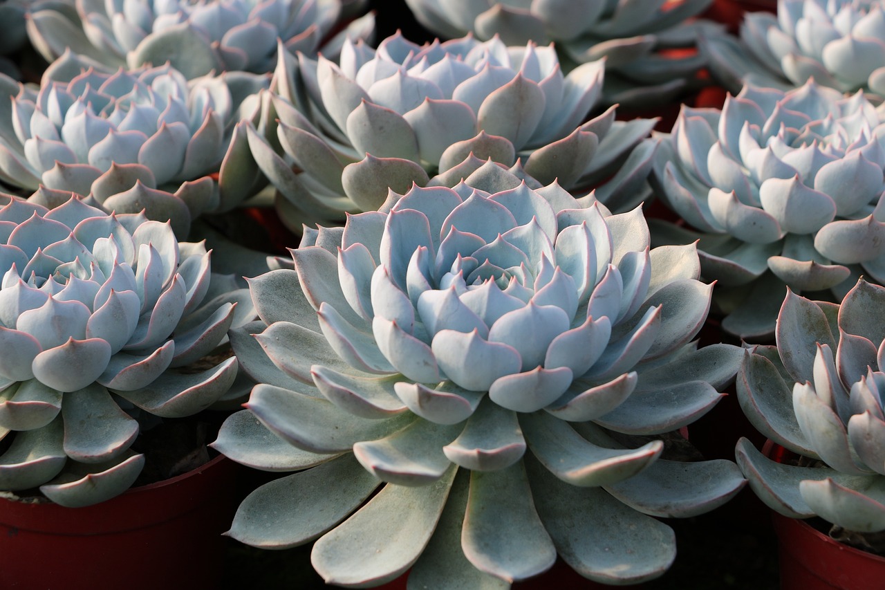 How to Plant and Grow a Succulent Garden